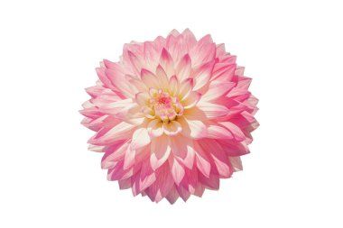 Beyaz izole edilmiş büyük pembe yıldız çiçeği.