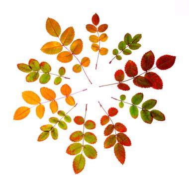 Sonbahar deseni, renkli güz güllük yaprakları beyaz arka planda izole, dökülen yaprakların dokusu,