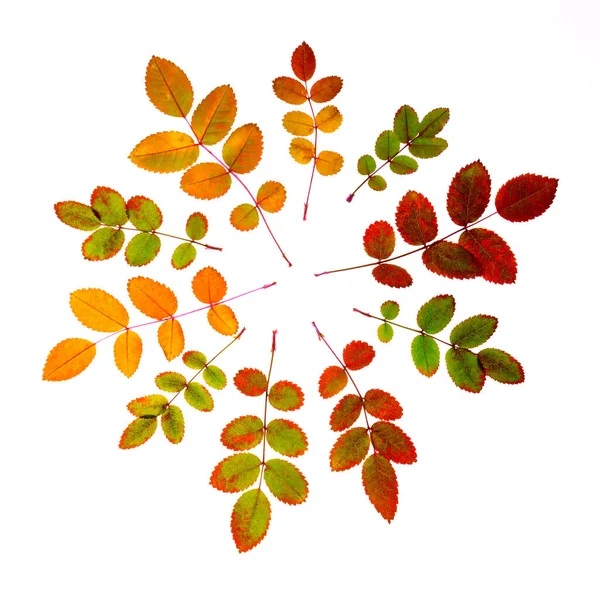 Herfst Patroon Kleurrijke Herfst Rozenbottel Bladeren Isoleren Witte Achtergrond Textuur — Stockfoto