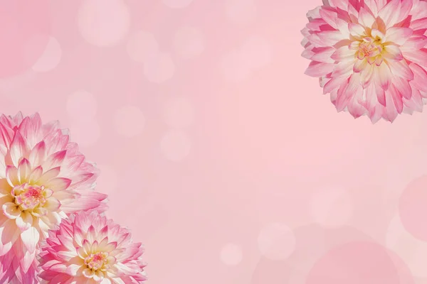 Rózsaszín Virágos Háttér Elrendezés Nagy Dália Virágok Felülnézet Szépség Keret — Stock Fotó