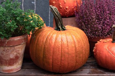 kabaklar ve fundalıklar bir tencerede, Şükran Günü için arkaplan kompozisyonu, balkabağı arka planı