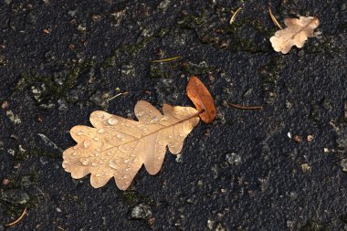 Yolda düşen meşe yaprağı, kurumuş bir meşe yaprağına çiy damlası, sonbaharın sembolü.