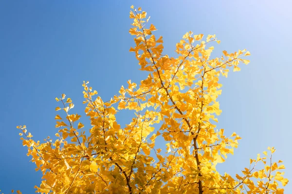 Drzewo Żółtymi Liśćmi Tle Niebieskiego Nieba Jesienne Tło Pory Roku — Zdjęcie stockowe