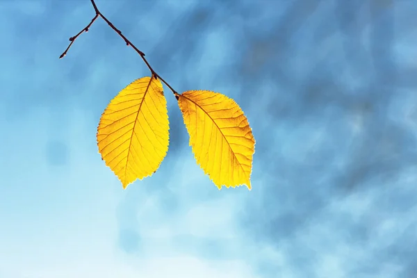 Późna Jesień Tło Żółte Liście Gałęzi Błękitne Niebo Ostatnie Liście — Zdjęcie stockowe
