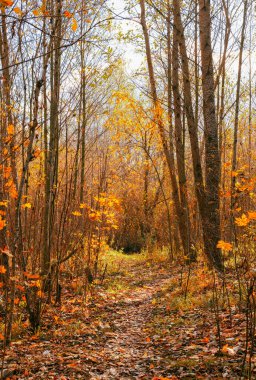 Sonbahar ormanındaki patika, dikey çerçeve, sonbahar mevsiminde yürümek, hiç kimse, doğal sonbahar manzarası.