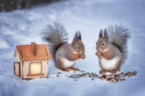 Two Squirrels Eat Nuts Seeds Snow Winter Next Wooden House — Stock Photo, Image