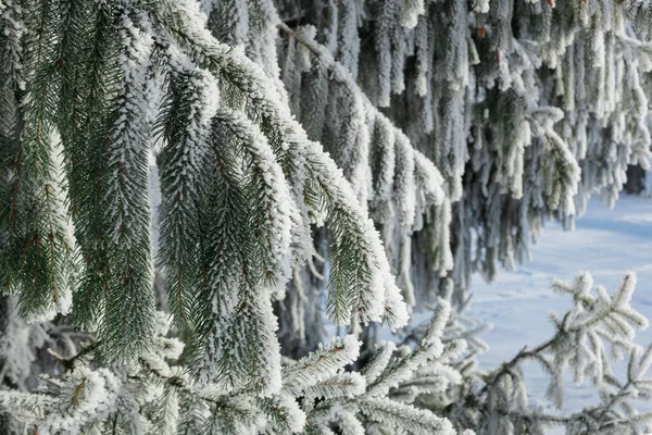 Snowy Forest Landscape Spruce Branches Covered Frost Clear Winter Morning — ストック写真