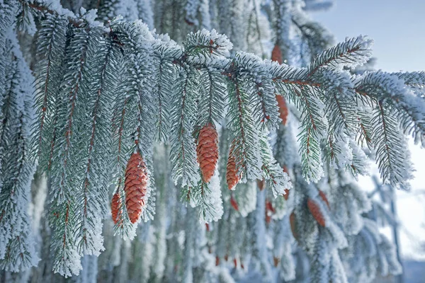 Spruce Branches Cones Covered Snow Clear Sunny Winter Day Winter — Stockfoto