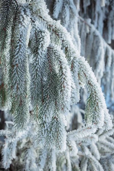 Spruce Branches Hoarfrost Frosty Winter Morning — Photo