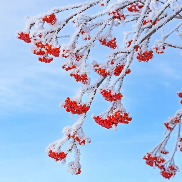 Trossen Rode Lijsterbessen Winterbesneeuwde Boom Koud Winterlandschap — Stockfoto