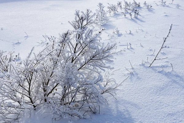 Veel Sneeuw Vorst Takken Van Een Struik Tuin Koud Winterweer — Stockfoto