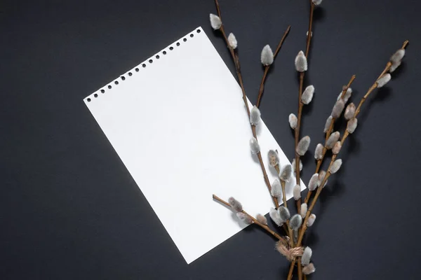 Ветви Ивы Пустой Белый Лист Черном Фоне Весенняя Планировка Счастливая — стоковое фото