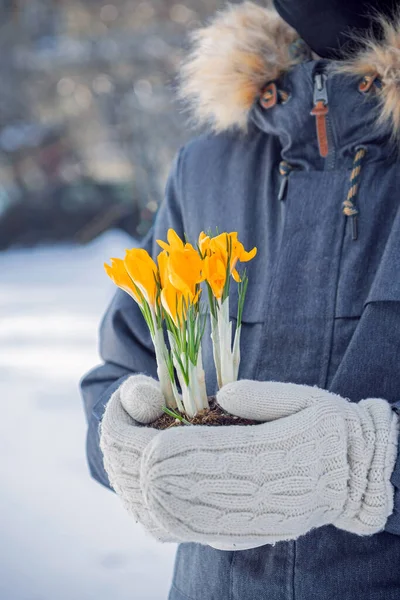 男性の手に黄色の花を咲かせ最初の春の花3月8日の少女への驚きと贈り物 — ストック写真