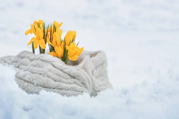 Sárga Primrózsa Virágzott Kora Tavasszal Crocus Hóban — Stock Fotó