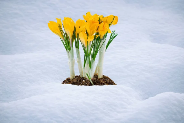 Gula Blommor Blommade Tidigt Våren Krokusar Blommar Snön Stockbild