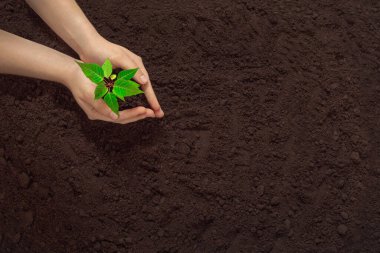 Toprak günü kavramı, insan elleri toprağa küçük yeşil bir bitki eker, metin için yer açar.