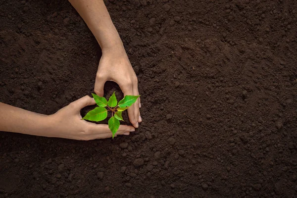 손으로 식물을 위에서 지구의 하루의 새로운 생태의 스톡 이미지