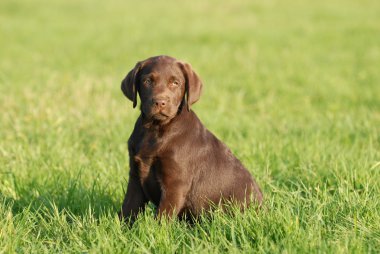 Labrador retriever köpek yavrusu