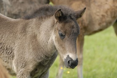 bir alan üzerinde Foals