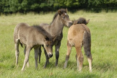 bir alan üzerinde Foals