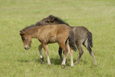 bir alan üzerinde Foals