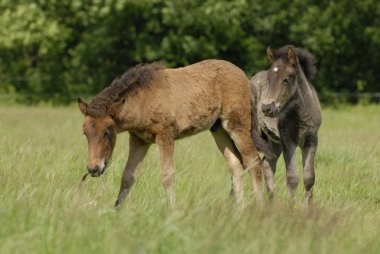 bir alan üzerinde Foals