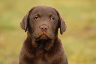 Labrador retriever köpek yavrusu