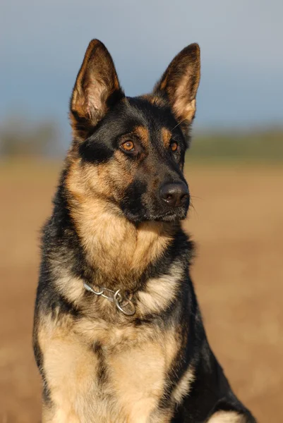 Alman çoban köpeği