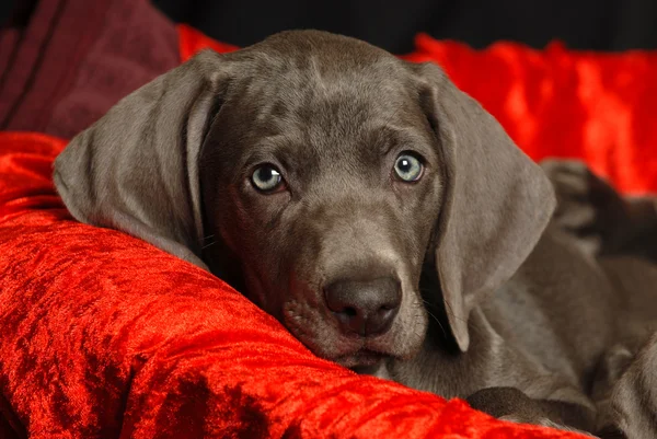 Weimaraner puppy — Stock Photo, Image