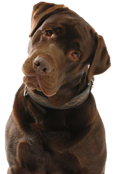 kahverengi labrador Retriever