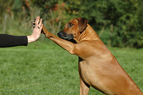 Dog pressing his paw against a woman hand