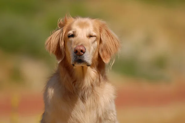 Perro perdiguero de oro — Foto de Stock