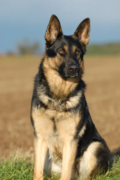 German shepherd — Stock Photo, Image