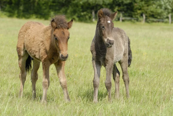 bir alan üzerinde Foals