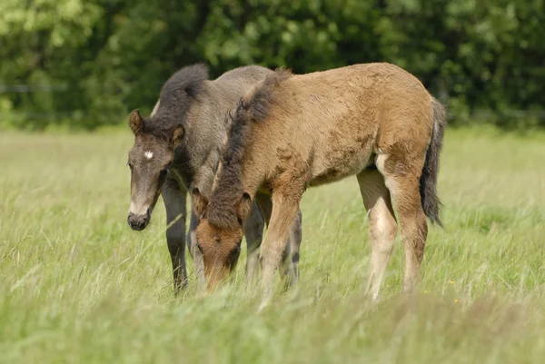 bir alan üzerinde Foals
