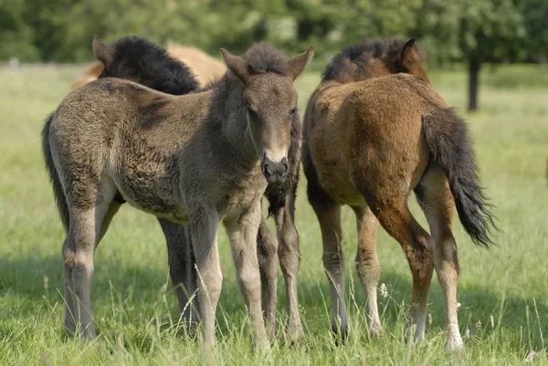 bir alan üzerinde Foals