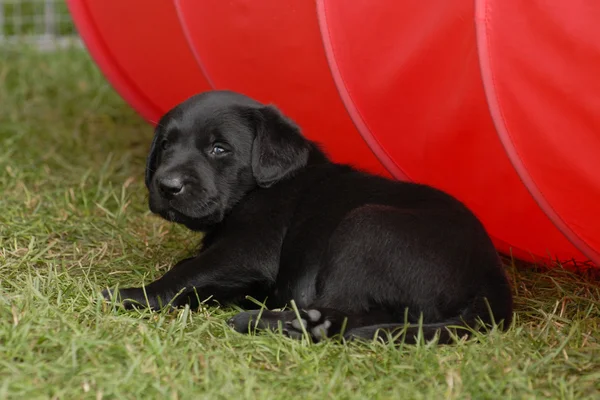 Chiot récupérateur noir — Photo