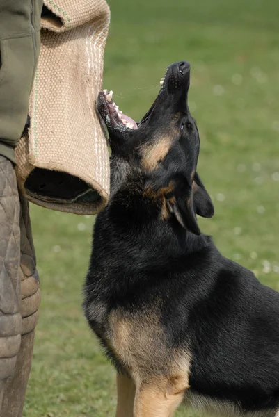 German shepherd — Stock Photo, Image