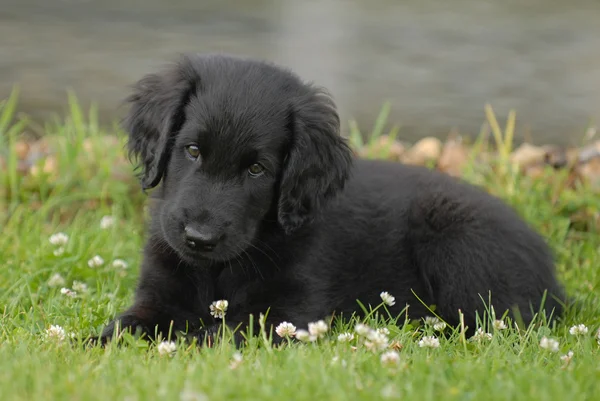 siyah retriever köpek yavrusu