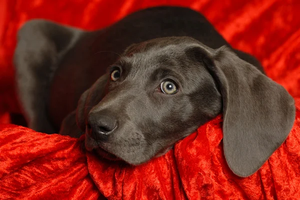 Weimaraner köpek yavrusu