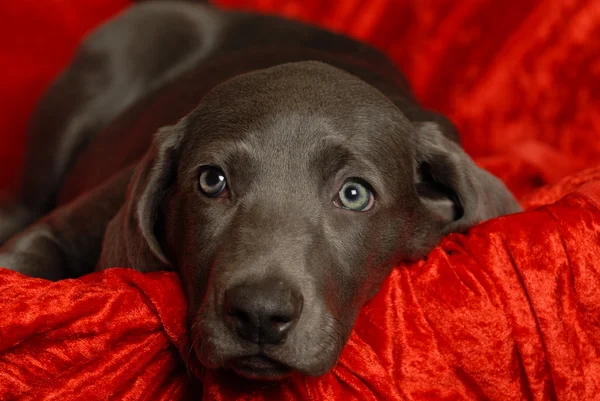 Weimaraner puppy — Stock Photo, Image