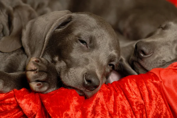 Cachorro Weimaraner — Foto de Stock