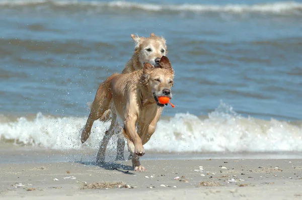 iki golden retriever