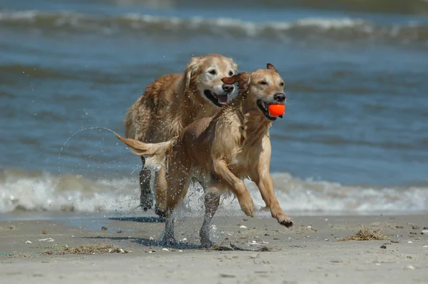 Two Golden Retrievers — Stock Photo, Image