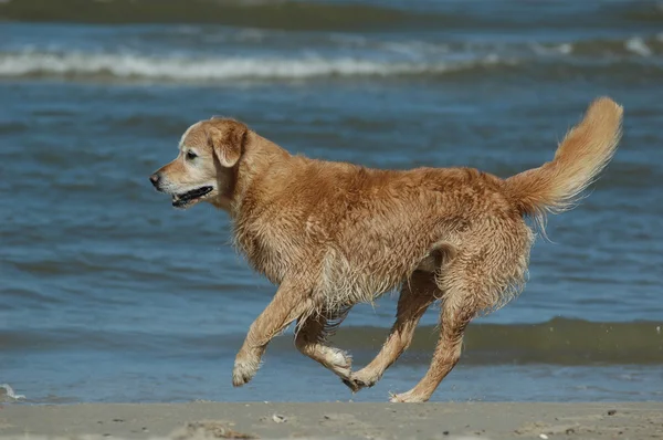 Gouden retriever — Stockfoto