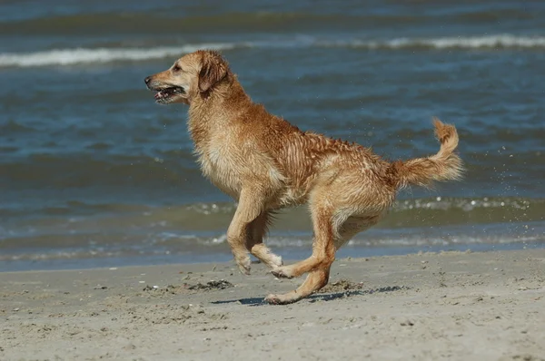 Perro perdiguero de oro —  Fotos de Stock