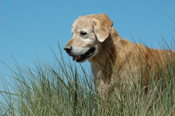 Golden Retriever — Stock Photo, Image