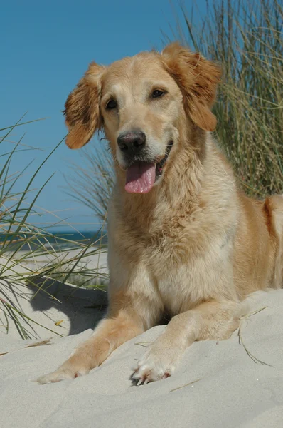 Golden Retriever — Stok fotoğraf