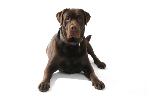 kahverengi labrador Retriever