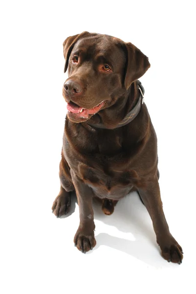 Labrador brun récupérateur — Photo